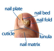 chart of nail anatomy showing nail bed, nail plate, folds, lunula and nail matrix