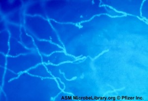 Dermatophytes under fluorescent microscopy